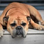 Dog Poop Pickup in Walled Lake