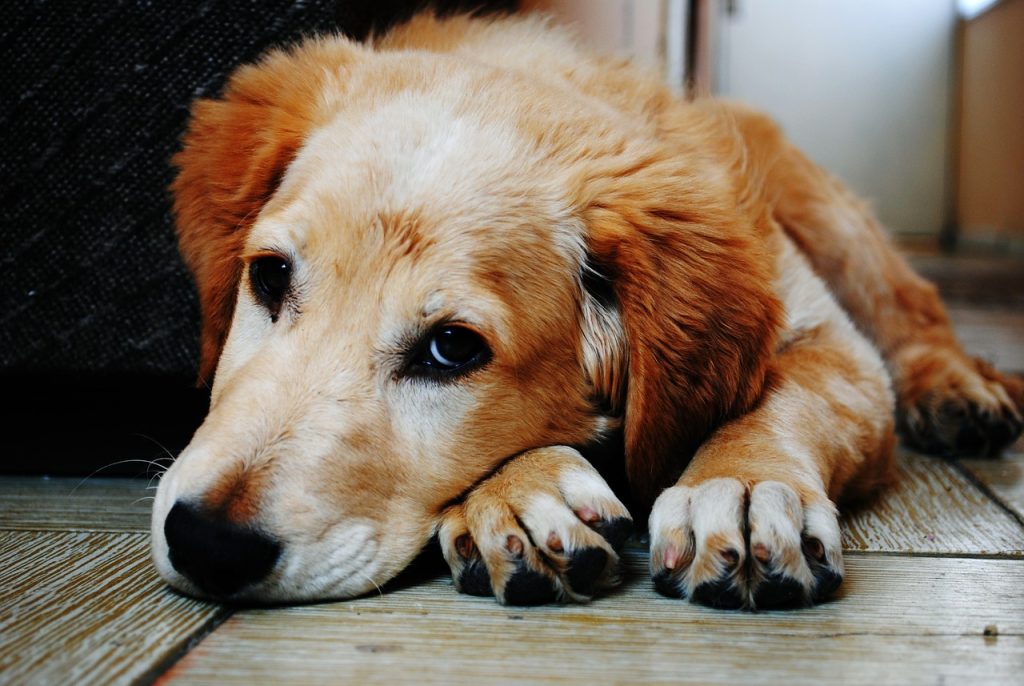 Dog Poop Pickup in Walled Lake