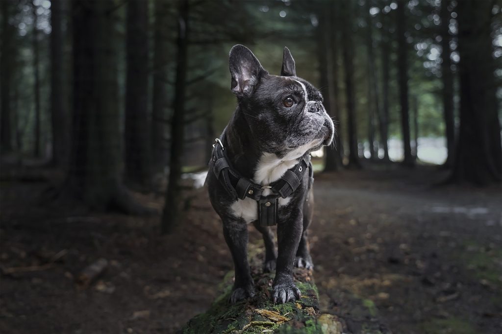 Dog Poop Pickup in Walled Lake